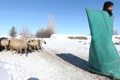 Karslı besici, devlet destekli proje ile koyun sürüsünü 6 kat büyüttü
