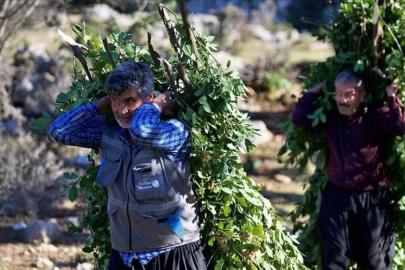 Orman köylüsü ailelere 2,55 milyar lira destek