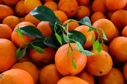 Türkiye’nin narenciye geliri 1,4 milyar doları aştı