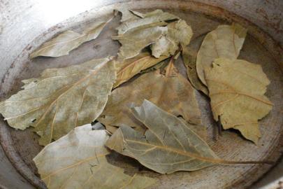 Avokado yaprağını kaynatıp içen yaşadı! Sonuçları şaşırtıyor...