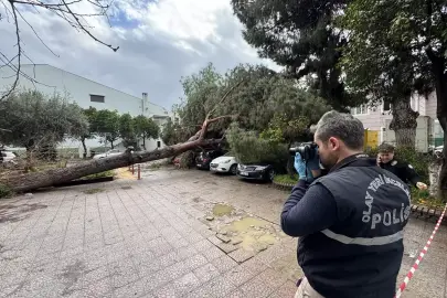 Aydın'da hastane bahçesinde devrilen ağaç 4 otomobilde hasara neden oldu