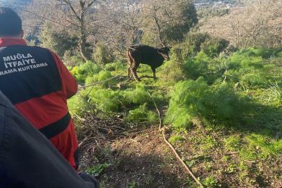 Bodrum’da 10 metre derinlikteki kuyuya düşen buzağı kurtarıldı