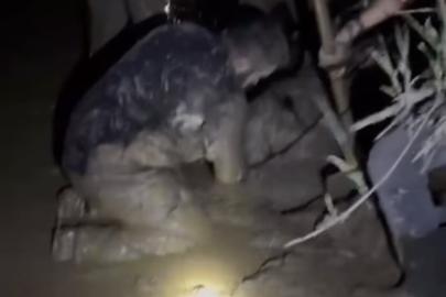 Çamura saplanan 30 koyun kurtarıldı, 2 koyun öldü