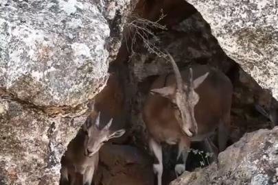 Erzincan’da dağ keçileri drone kamerasına yansıdı