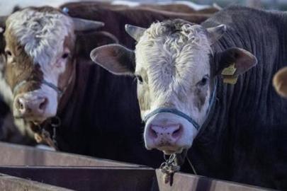 Et ve Süt Kurumundan besilik hayvanların teslimat süreçlerine ilişkin açıklama