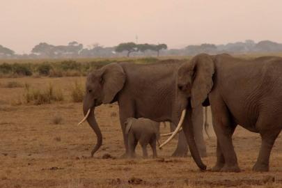 Fillerin hortumundaki bıyıkların dokunma duyusunda kilit rol oynadığı belirlendi