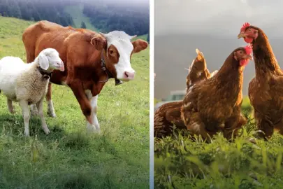 Hayvansal üretimde yükseliş... Sığırdan bala kadar artış var