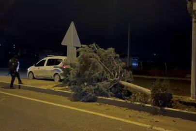 Malatya'da fırtına ağaçları kökünden söktü