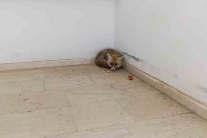 Palu’da okulun içine giren tilki kamerada