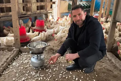 Strese giren tavukları için kümeste mısır patlatıyor