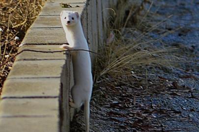 Tatvan sahilinde "Beyaz Gelincik" görüntülendi