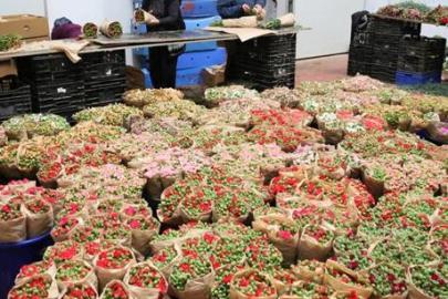 Türk çiçeğinde 160 milyon dolarlık ihracat rekoru