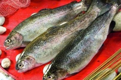 Türk somonu ihracatı yıla yükselişle başladı