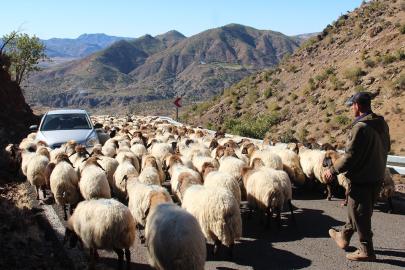 Batman'da bölgesel göçebe hayvancılık çalıştayı düzenlenecek