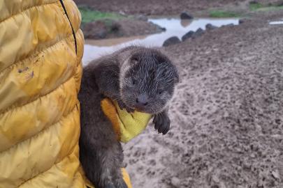 Bismil’de Göksu Çayı’nda su samuru yavruları bulundu