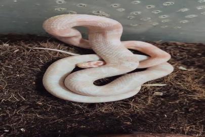 Bursa’da mevzuata aykırı hayvan ticaretine operasyon