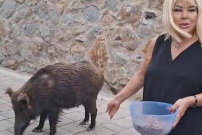 Şarkıcı Safiye Soyman, kapısına gelen yaban domuzunu cevizle besledi