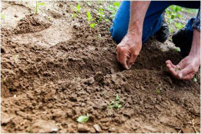 Tahıl tohumluklarında yeni dönem: Sertifikasyon işlemleri TYS üzerinden yürütülecek