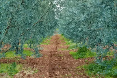 Eskişehir’de 'Dorlion Zeytinyağı' kalitesini ödüllerle tescilledi