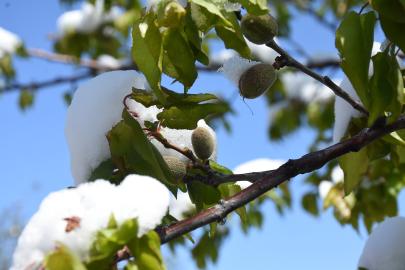 Malatya'da zirai don riskine karşı üreticilere önemli uyarı
