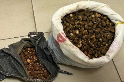 Salep orkidesi yumrularını toplayan kişiye 699 bin lira ceza kesildi