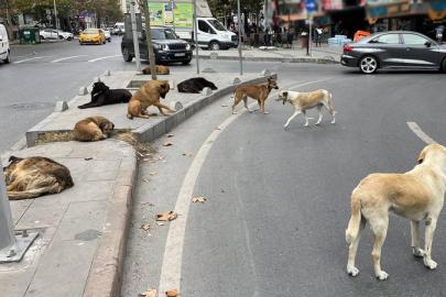 Yerel yönetimlere sahipsiz köpek uyarısı