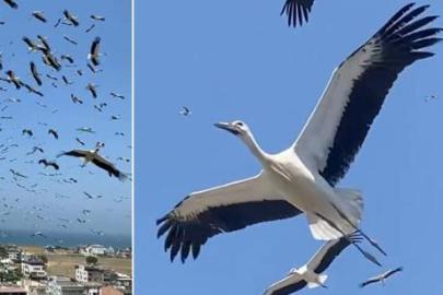 Bir anda gökyüzünü kapladılar! Hatay’da eşine az rastlanır görüntü