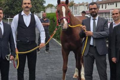 13 safkan Arap elit tay için dudak uçuklatan rakam: 51 milyon 600 bin liraya satıldılar