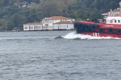 İstanbul Boğazı'nda büyük sürpriz! Kıyıdan kaydettiler