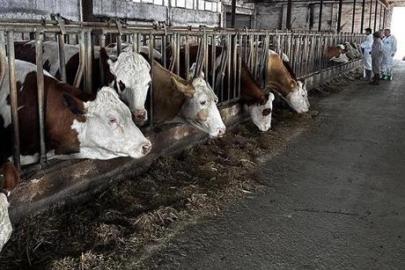 Şap alarmı! Vakalar artış gösterince kentte hayvan pazarı kapatıldı