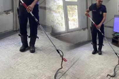 Şoke eden anlar! Metrelerce uzunluktaki yılan eve girdi