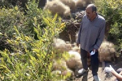 Yaylada can pazarı! Çok sayıda koyun telef oldu